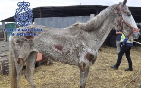 Two arrested over appalling animal neglect at Malaga farm