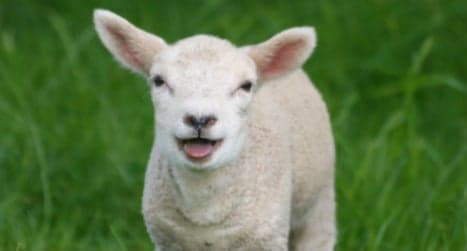 Beheaded lamb mystery leaves police stumped