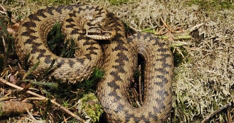 Poisonous viper bites six-year-old in Austria