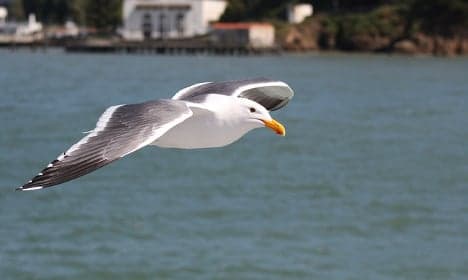 Trained hawks will keep gulls away from Cannes VIPs