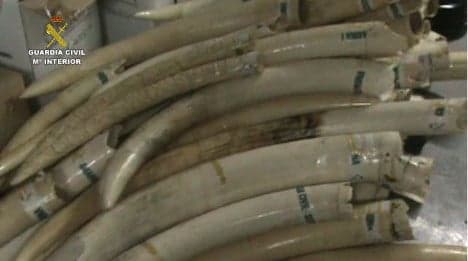 Police sieze haul of elephant tusks from Madrid home