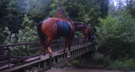 In pictures: horses rescued in Swiss river emergencies