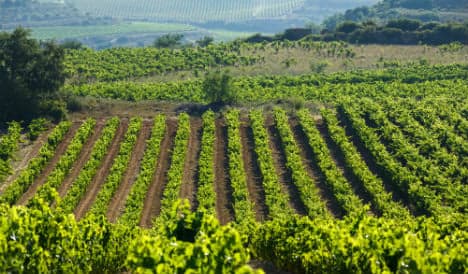 Blight threatens to devastate Spain's sherry grape harvest