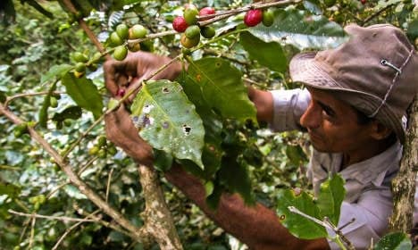 Switzerland's Nespresso to bring Cuban coffee to US