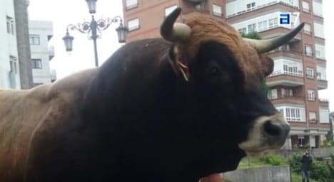 Watch: Escaped bull goes on the run in northern Spain
