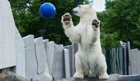 Zoo animals offer up footie skills to Austrian team
