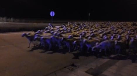 Sheep invade Spanish city after shepherd takes a snooze