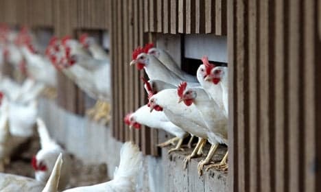 Cage eggs soon to be a thing of the past in Denmark