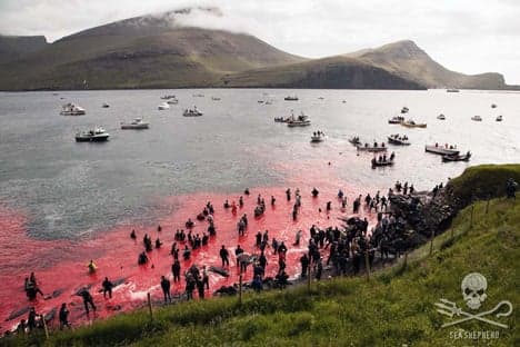 Up to 50 pilot whales killed in Faroes: activists