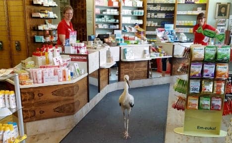 Starving stork is unexpected customer at pharmacy