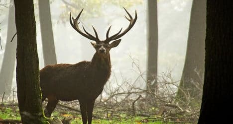Graubünden increases deer cull this autumn