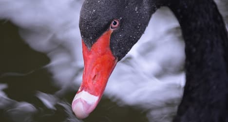 'Nelson' the black swan causes furore on Lake Geneva