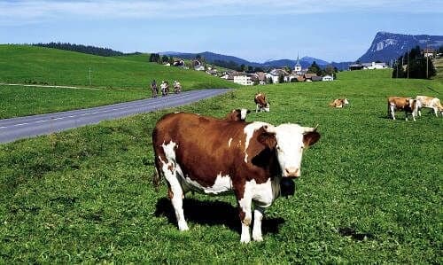 Study: grazing cows are worse for the environment