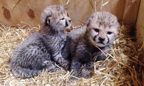 Swedish zoo hails rare birth of these super cute cheetah cubs