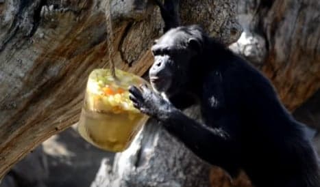 Zoo animals enjoy ice lollies to cool off in Spain's heatwave