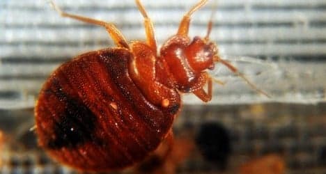 Bed bug attack puts Swiss soldiers in 'quarantine'