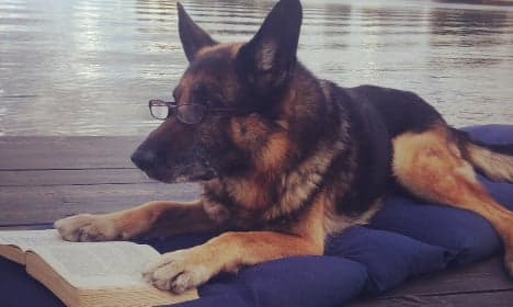 Why this Swedish police dog has been hailed as a hero