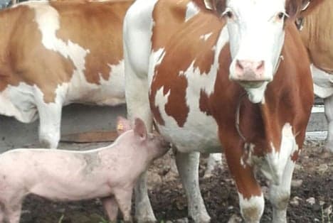 Three pigs caught helping themselves to cow's milk
