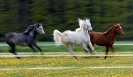 Renegade horse herd runs amok in small Saxon town