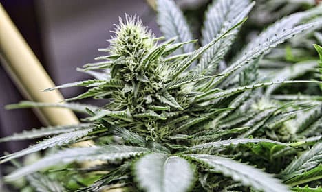 Denmark takes small step towards medicinal cannabis