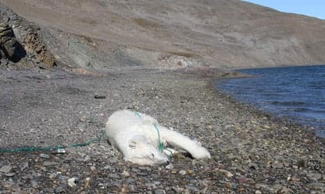 Russian scientist shoots and kills polar bear in Norway