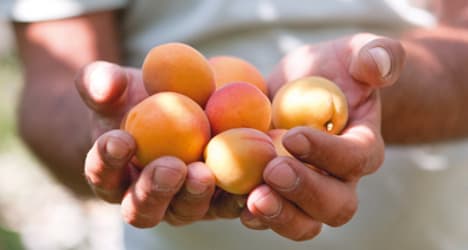 Valais battles to save famous apricots from fruit fly
