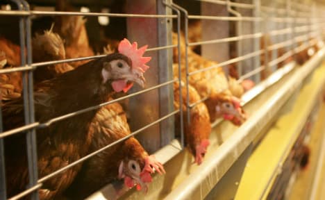 Aldi Nord makes first global cage-free egg pledge