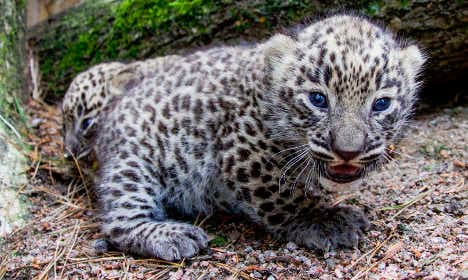 One of Sweden's rare Persian leopard cubs escapes its pen