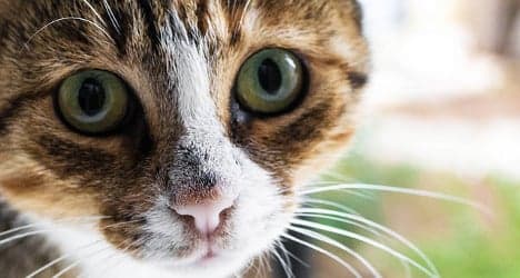 Swiss farmers offered cat castration vouchers