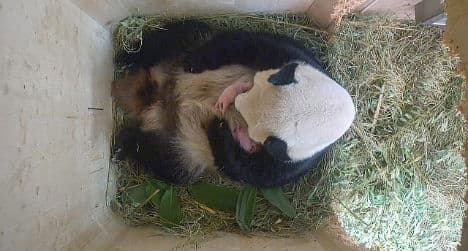 Panda gives birth to twins in Vienna Zoo