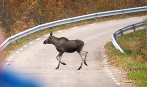 Swedish police officer cut from car after elk crash