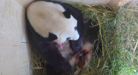 Rare panda baby born in Vienna Zoo