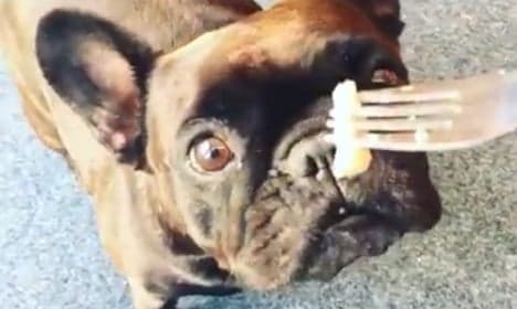 Dog tries Swedish fermented herring for the first time