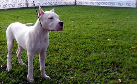 18-month-old mauled to death by family dogs in Sicily