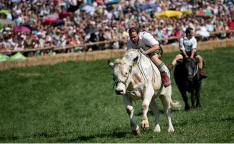 Germans race bulls too, but with a difference