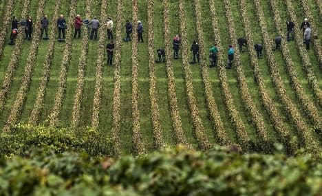 Grape thieves pilfer what's left of Burgundy wine harvests