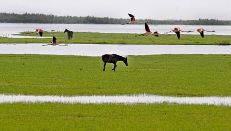 Spain's Doñana wetlands going dry, WWF warns