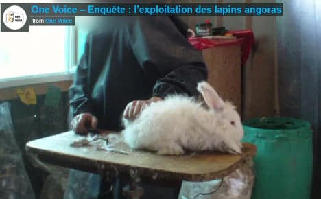French group releases rabbit video to urge angora ban