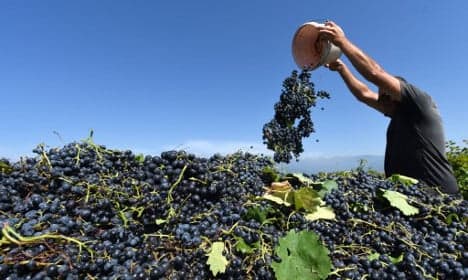 All you need to know about France's wine harvest