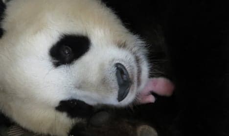 It's a girl! Rare giant panda cub born in Madrid zoo