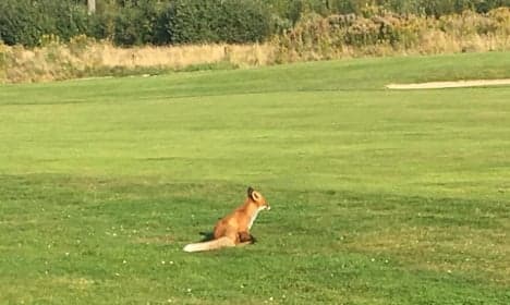 Watch this fox steal the ball right in front of Swedish golfer