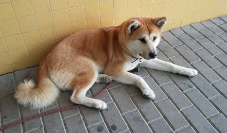 Loyal dog mounts vigil at hospital doors for sick owner