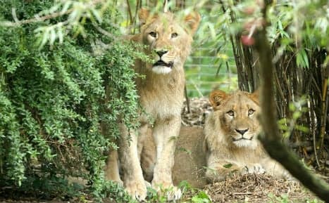 Lion shot dead at Leipzig Zoo after breaking out of cage