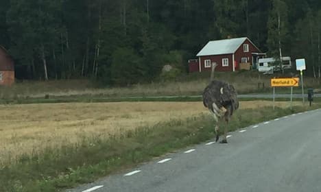 Swedish hunters shoot and kill runaway ostrich
