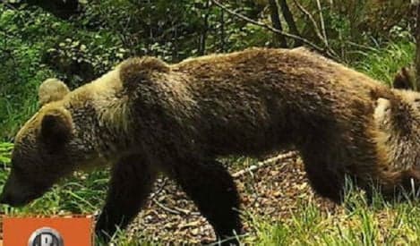 Drought threatens Spain's wild bears with starvation