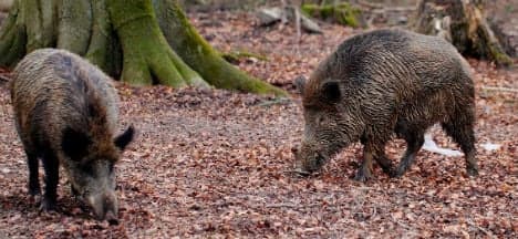 Plague of wild boar ruin gardens in Eisenstadt