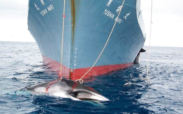 Norway under renewed fire for 'undermining' whaling ban