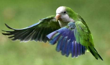 Pets or pests? Quaker parrots invade Madrid parks