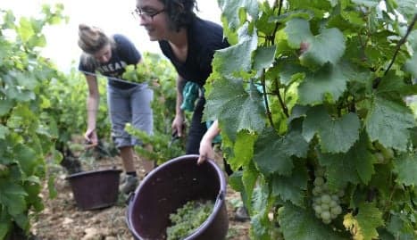 French wine makers fear 'worst harvest for 40 years'