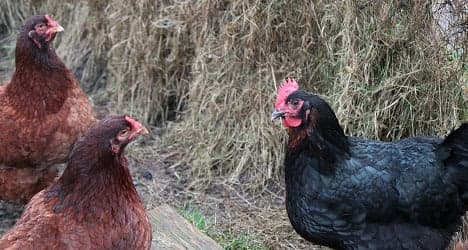 Switzerland steps up fight against bird flu